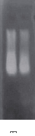 simgen-2×PCR Mix-植物/真菌DNA试剂盒-电泳结果图