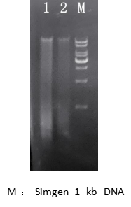 simgen-植物/真菌DNA试剂盒-电泳结果图