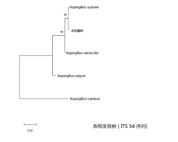 simgen-2×PCR Mix-植物/真菌DNA试剂盒-系统发育树（ITS 54序列）