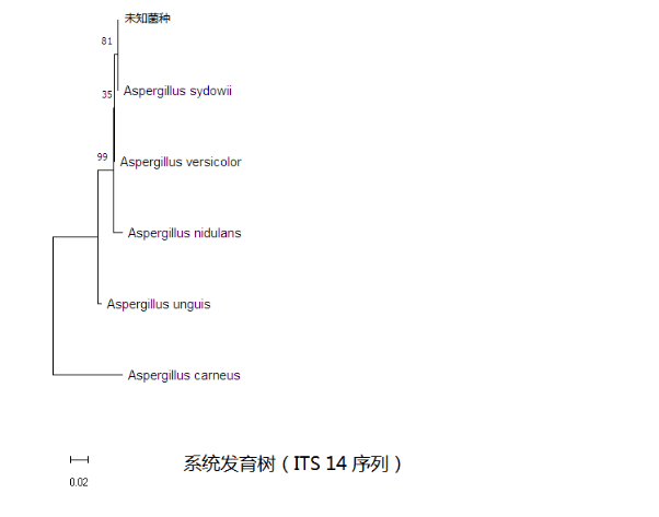 simgen-2×PCR Mix-植物/真菌DNA试剂盒-系统发育树（ITS 14序列）