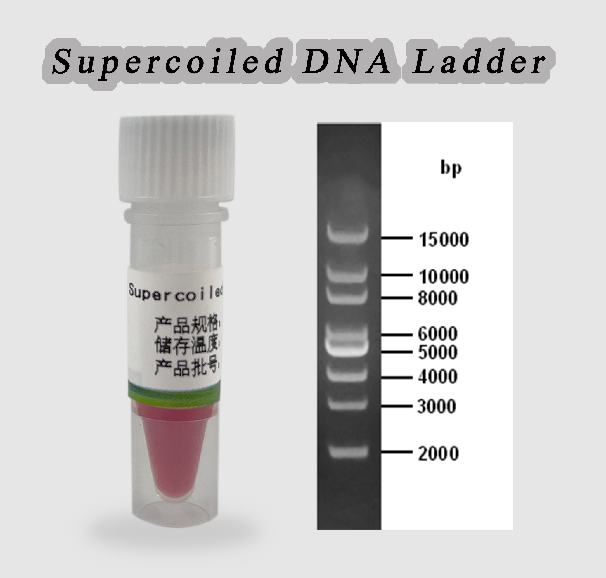 Supercoiled DNA Ladder（2,000 bp至15,000 bp）论文引用杭州新景生物试剂开发有限公司,核酸纯化专家,Simgen